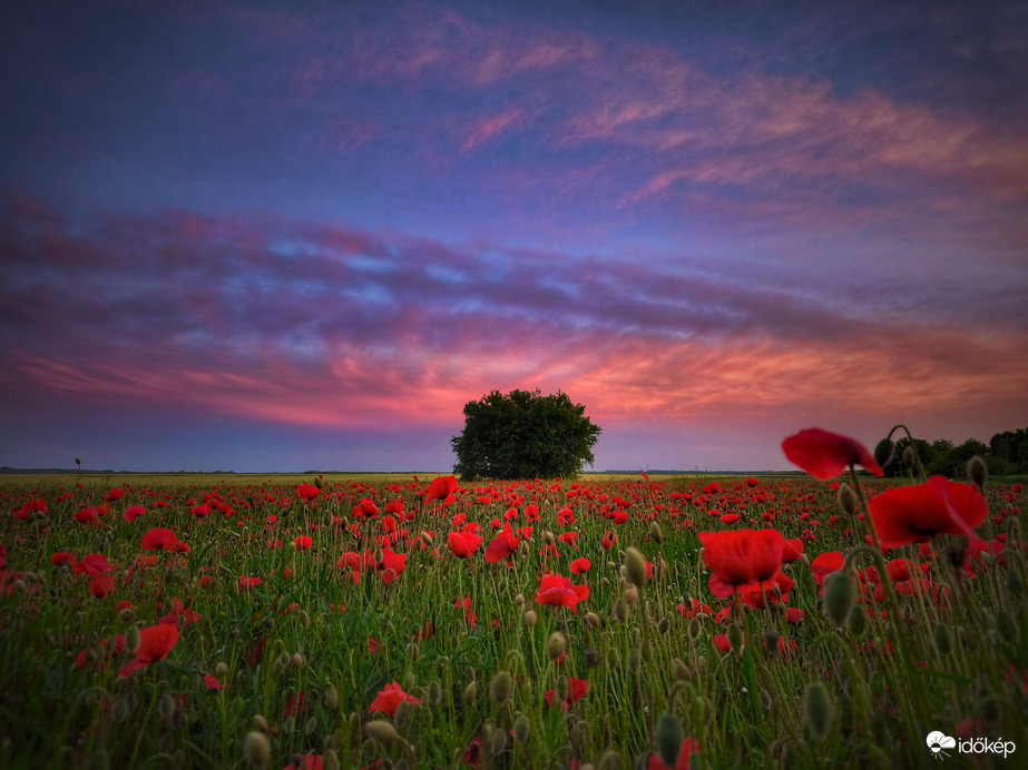 Pipacsos májusi naplemente