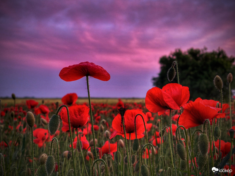 Naplementi felhővarázs pipacsokkal