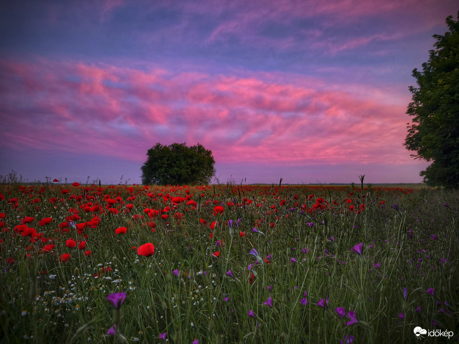 Parlagon hagyott szántó csodái