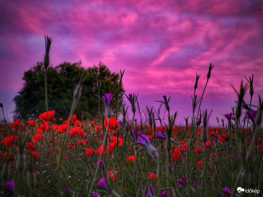 Vadvirágos festészet