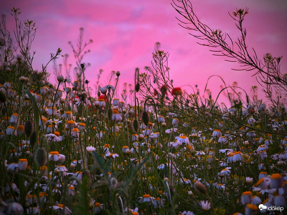 Kamillák a lila fátyollal