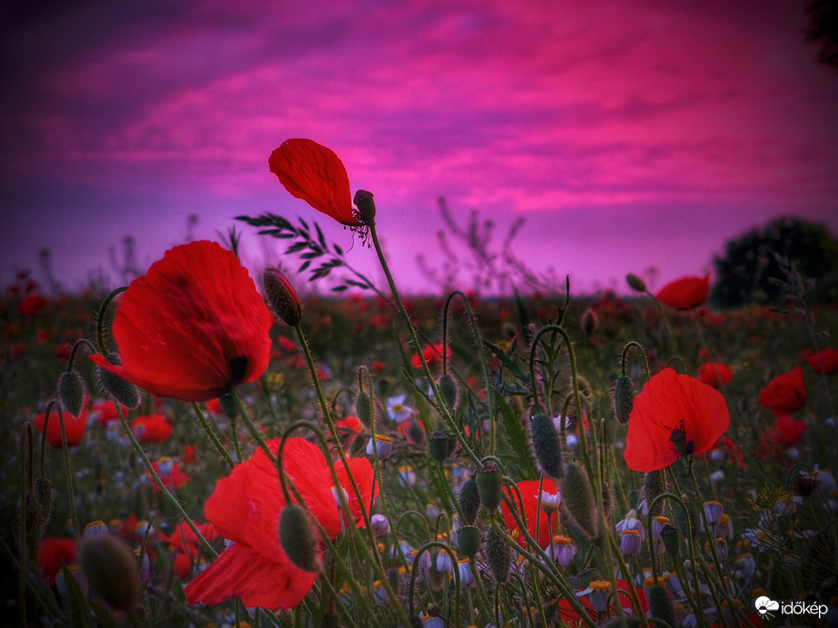Színek összecsapása egy májusi alkonyatkor