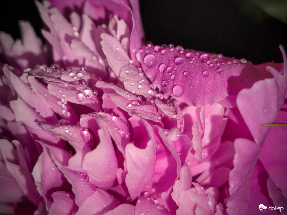 Pünkösdi rózsa eső utáni gyöngyökkel