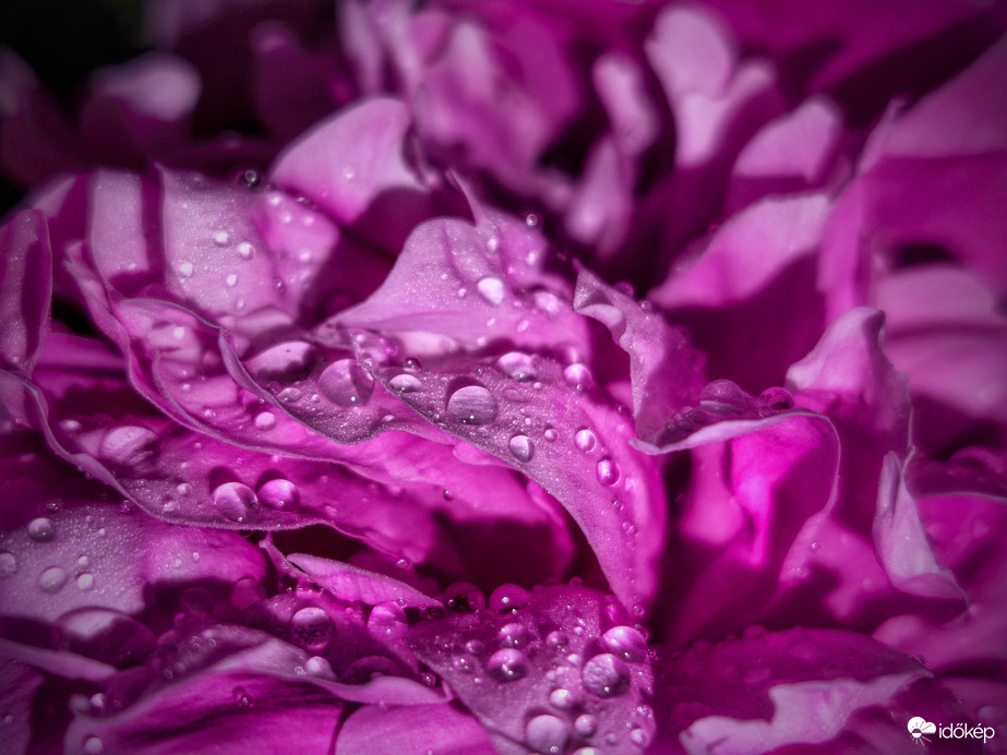 Gyöngyök a tavasz rózsaszín abroszán