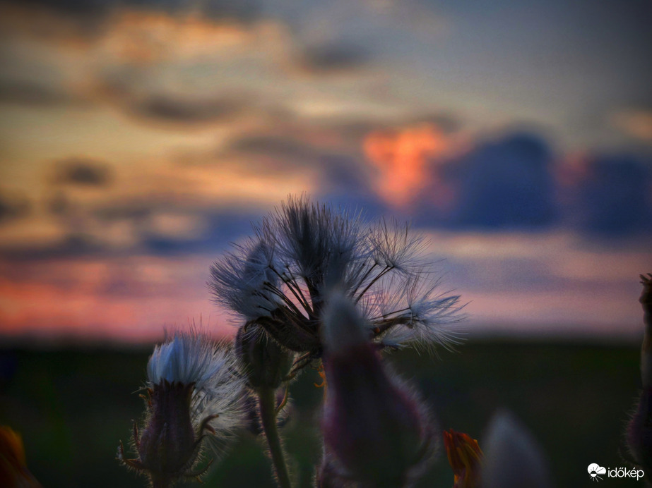 Pamacsok égen és földön