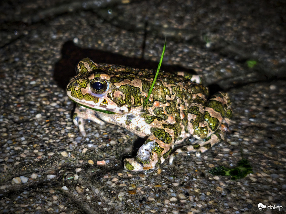 Zászlóvivő brekit is kicsalogatta az eső