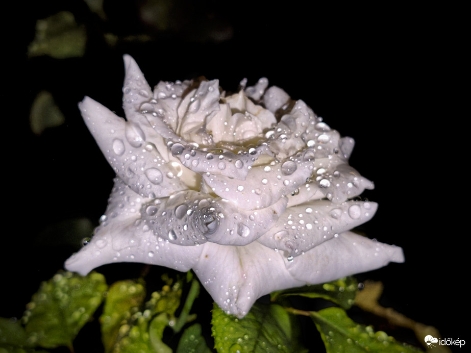 Éjjeli csendes eső kincsei