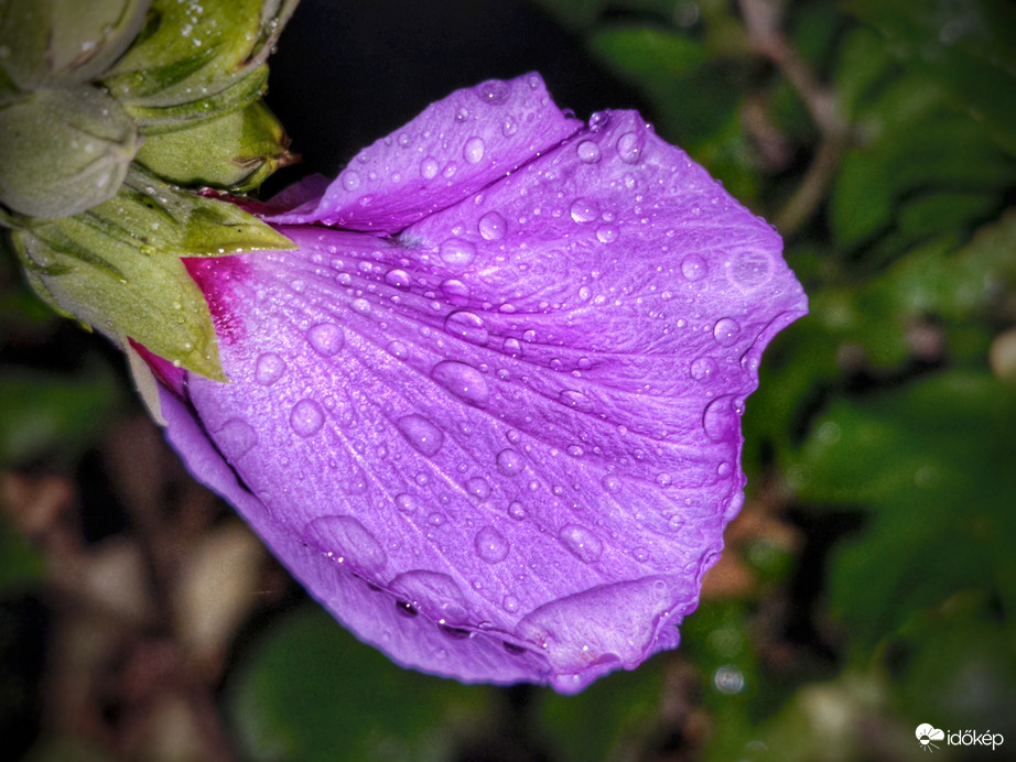 Cseppek mályvás tálalása