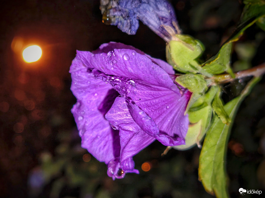 Esős lámpafényes csendélet