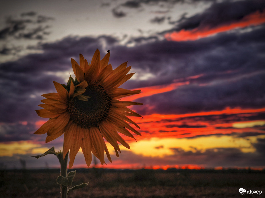 Naplemente egy árva napraforgóval