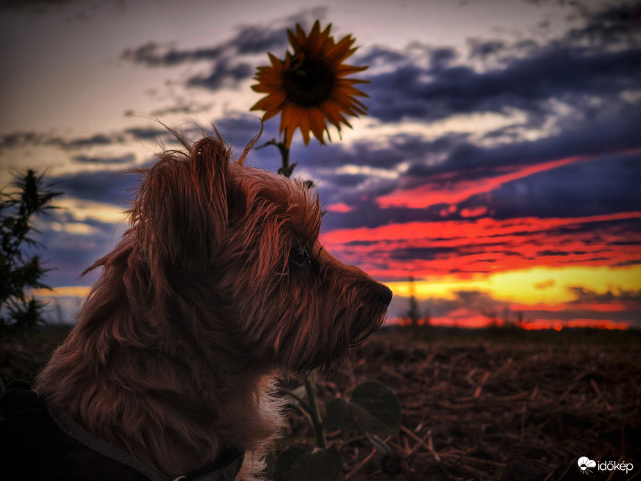 Mazsola a magányos napraforgóval naplementekor