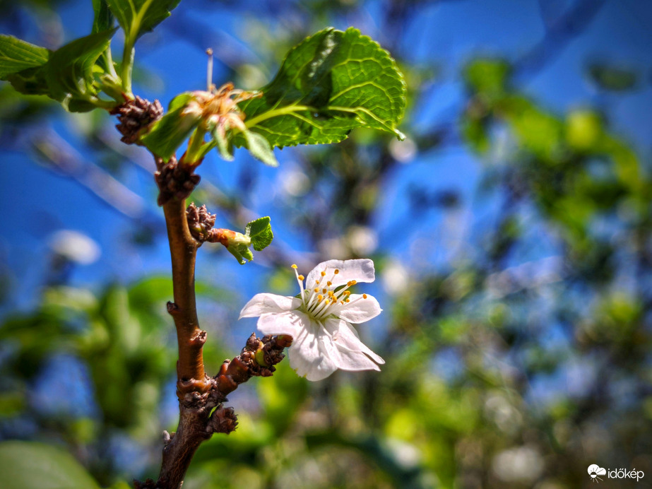 Hófehér virágok nyíltak a derült ég alatt