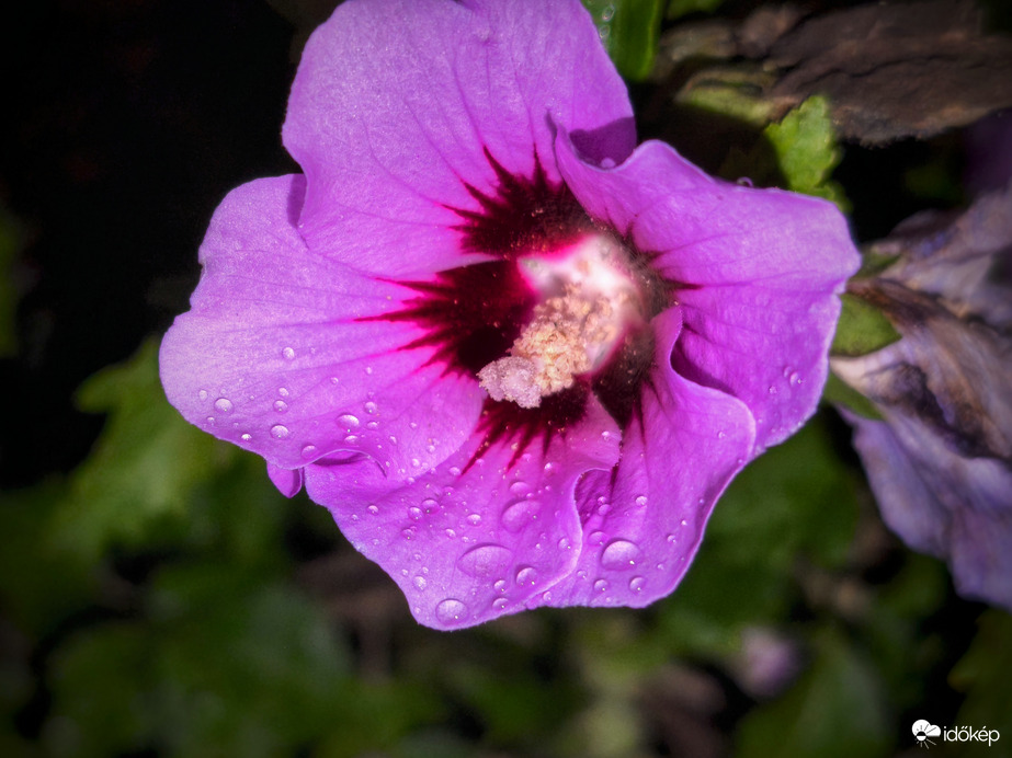 Szemerkélő esős este