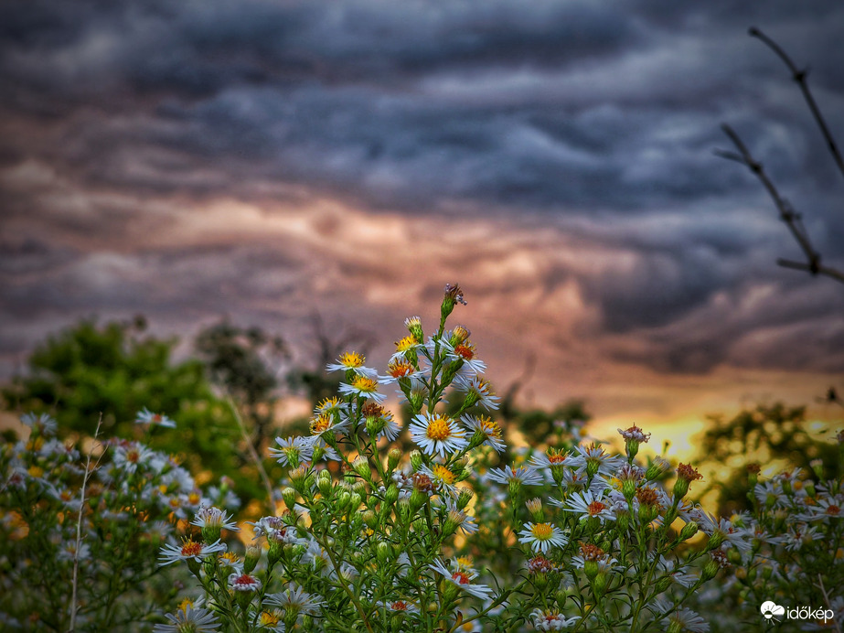 Szeptemberi őszirózsák naplementekor
