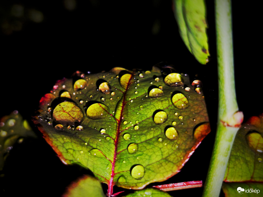 Zápor utáni kincsek a rózsa őszülő levelén
