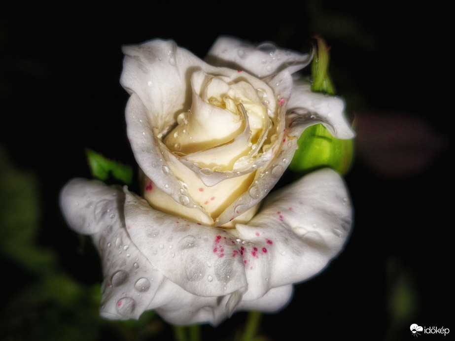 Októberben nyíló rózsa kincsekkel