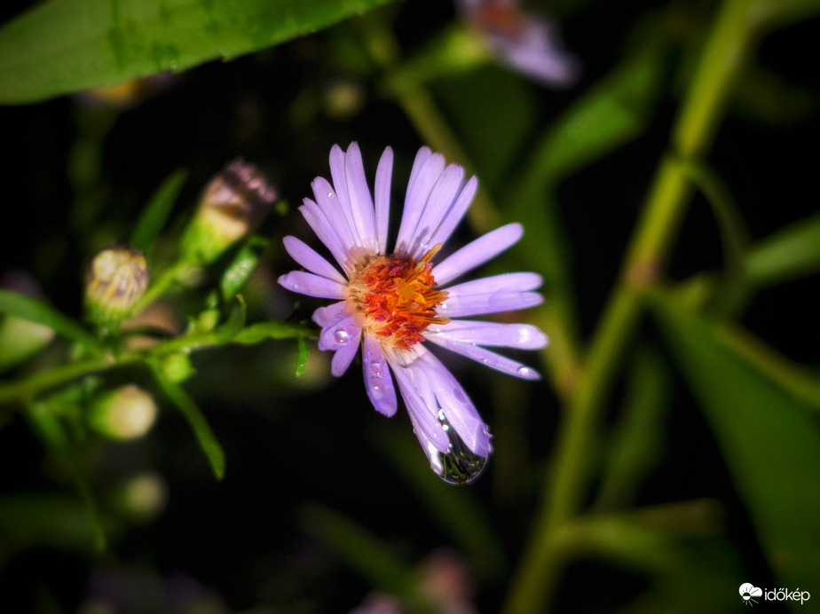 Őszirózsa esti könnye