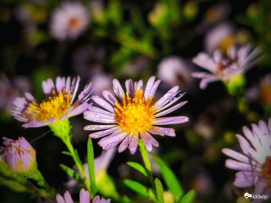 Nyirkos októberi este