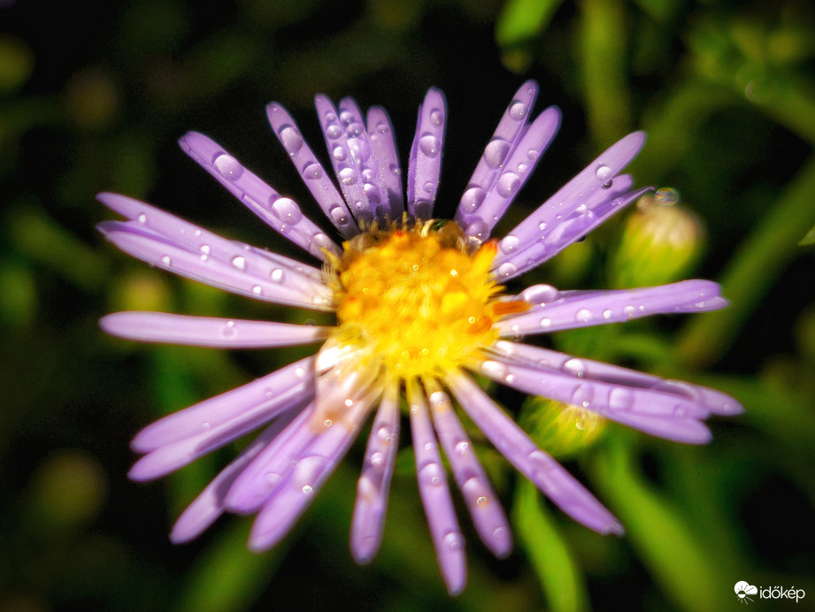 Gyöngyök csillagszórója