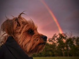 Mazsola és az októberi szivárvány