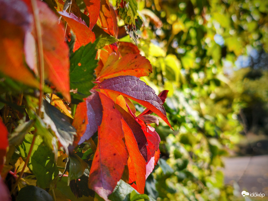 Őszi délután színei