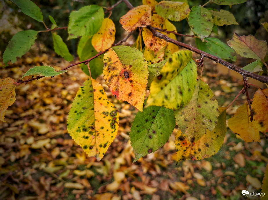 Októberi levélszőnyeg gyarapodása