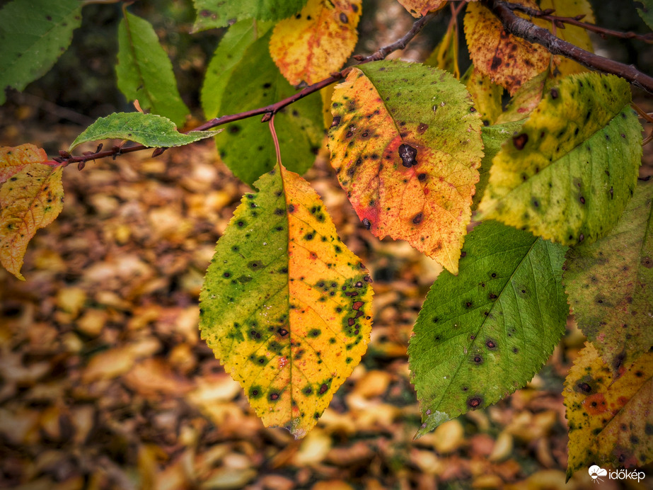 Levelek októberi életképe