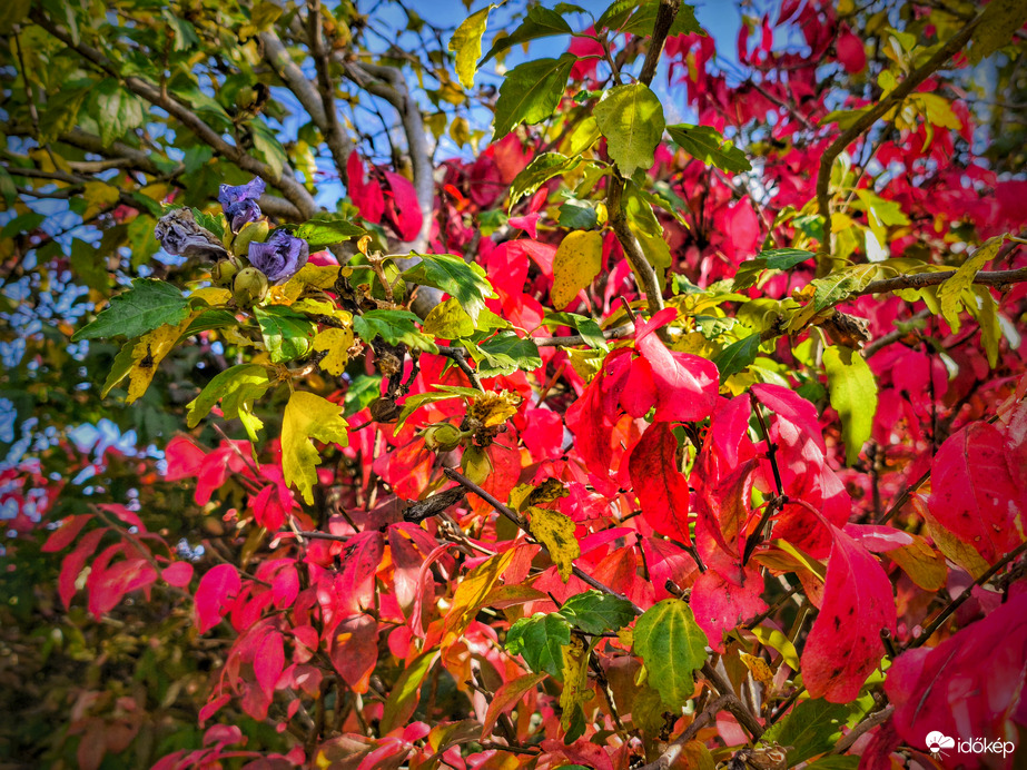 Vibráló őszi színek