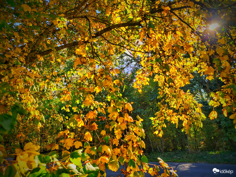 Aranyozott levelek az októberi napsütésben