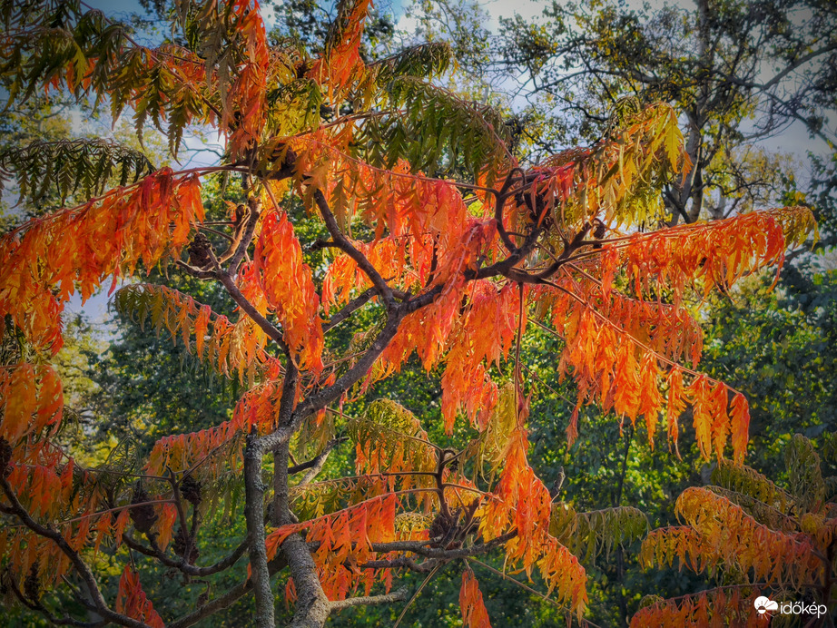 Ecetfa az ősz színvarázsában