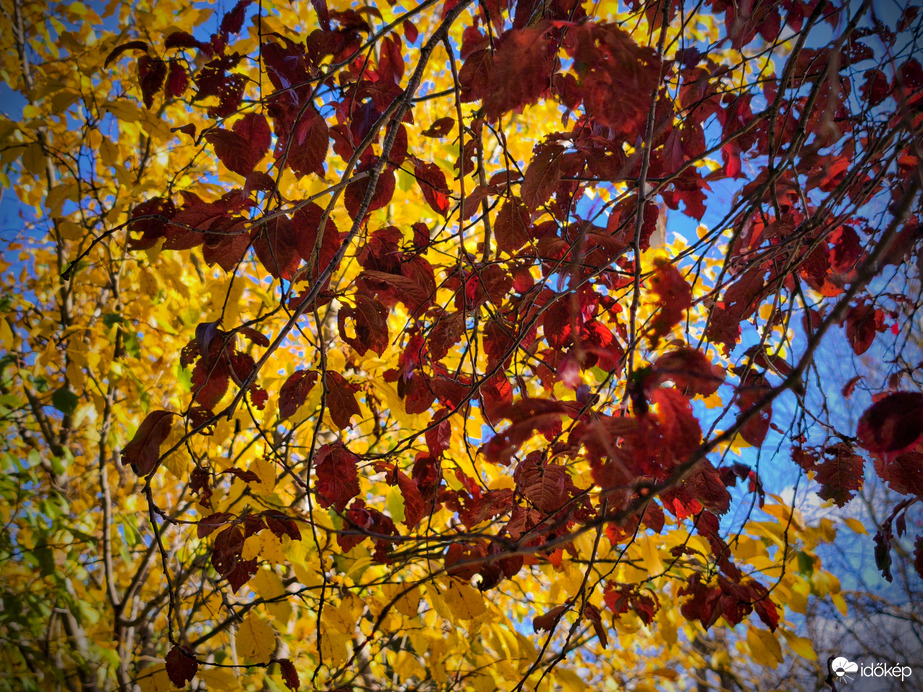 Vérszilva és őszülő gyümölcsfa a kék éggel