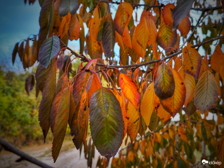 Őszi levelek színezete