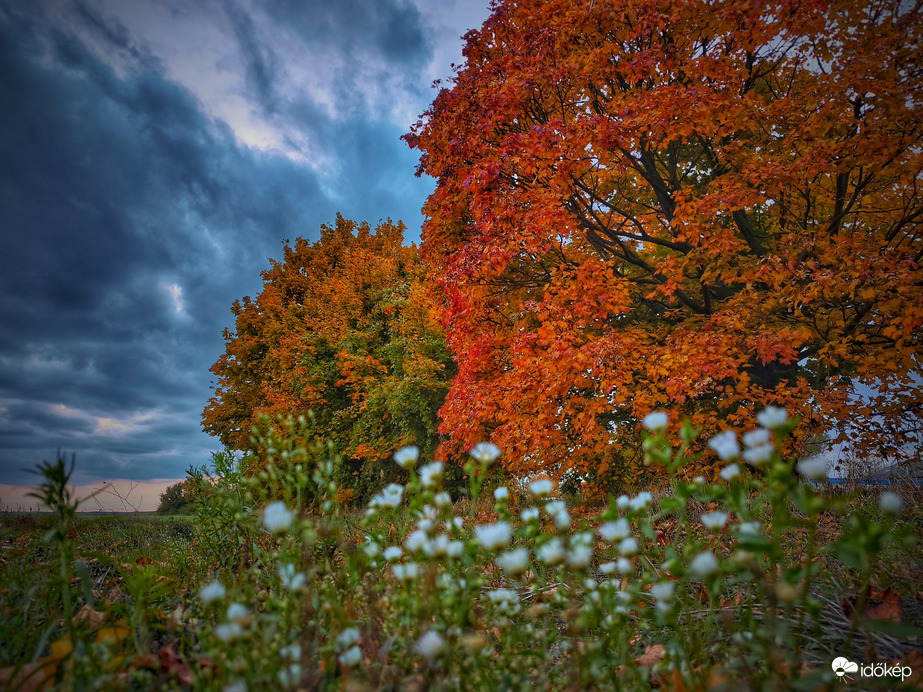 Virágzás és őszi elmúlás 
