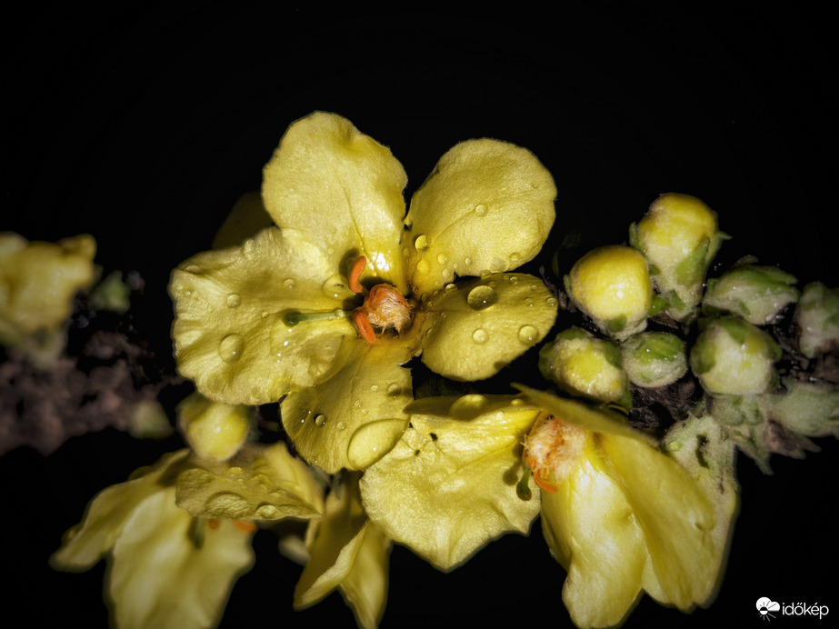 Esőben gazdag órákat kívánok mindenkinek! :)