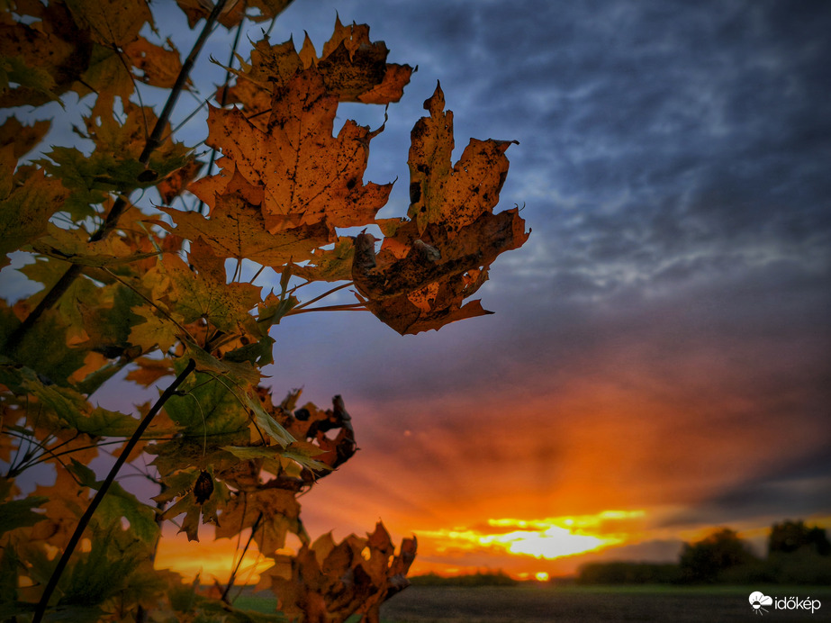 Tyndall-sugaras őszi levélvarázs