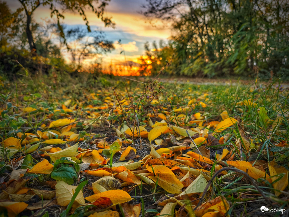 Készül az őszi levélszőnyeg