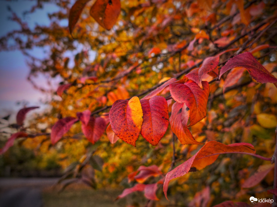 Napkelte fényében fürdőző őszi levelek