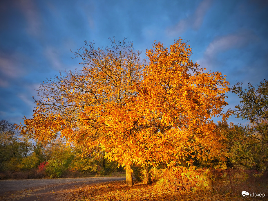 Aranyba öltözött diófa napkelte után