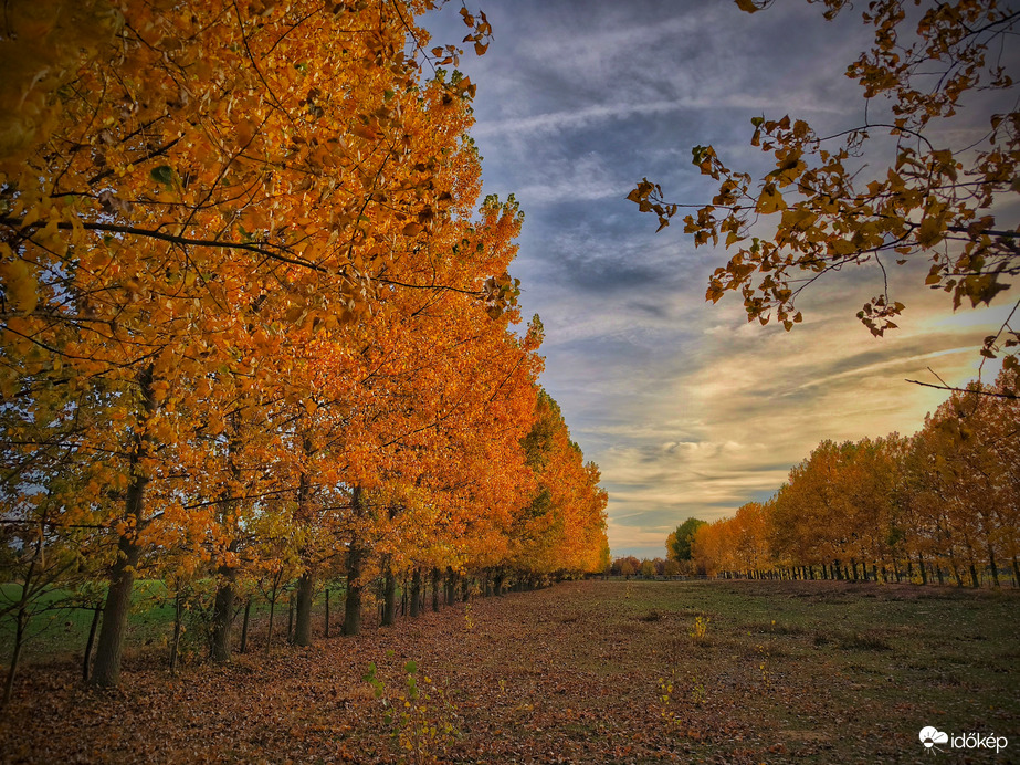 Aranyozott fasor november elején