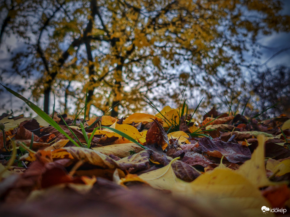 Őszi színvarázs végső állomásáról felpillantva