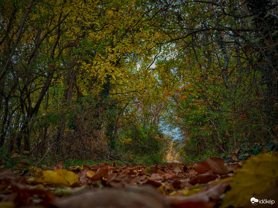 Novemberi őszi alagút