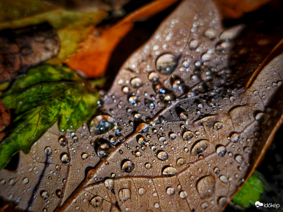 Cseppes november levelek esti megvilágításban