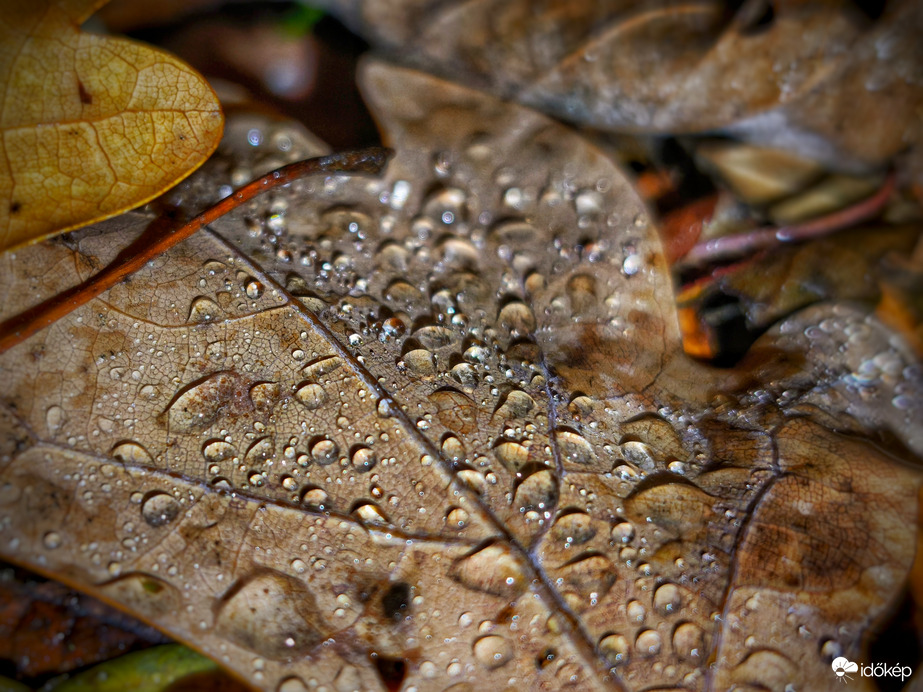 Jelentéktelen eső esti varázsa