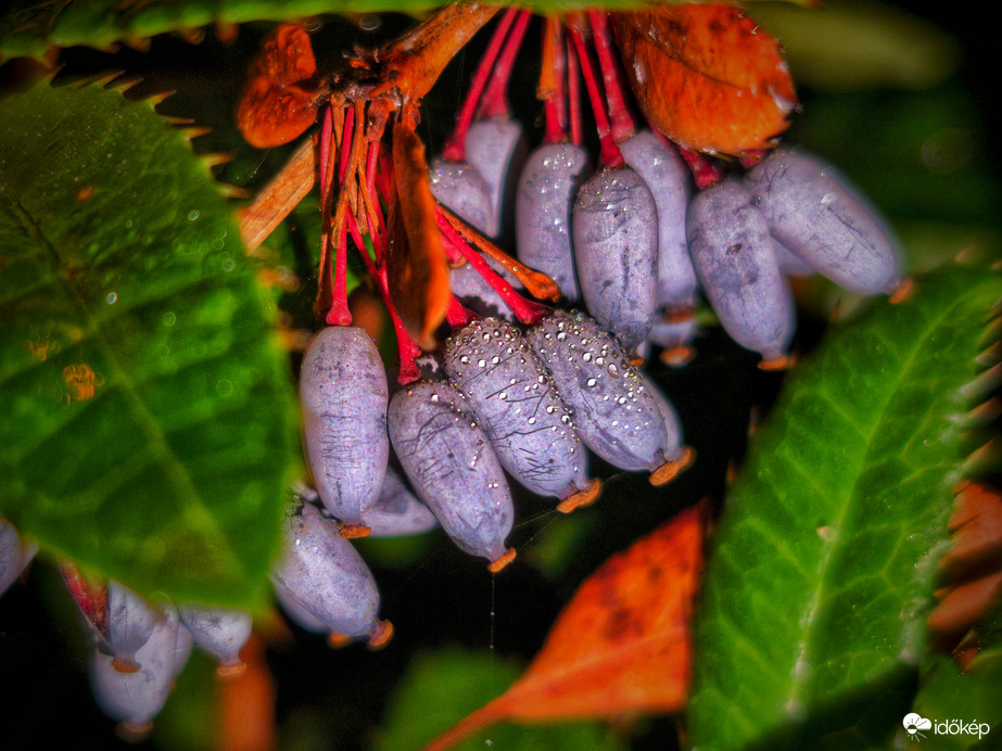 Ködszitálós novemberi estén