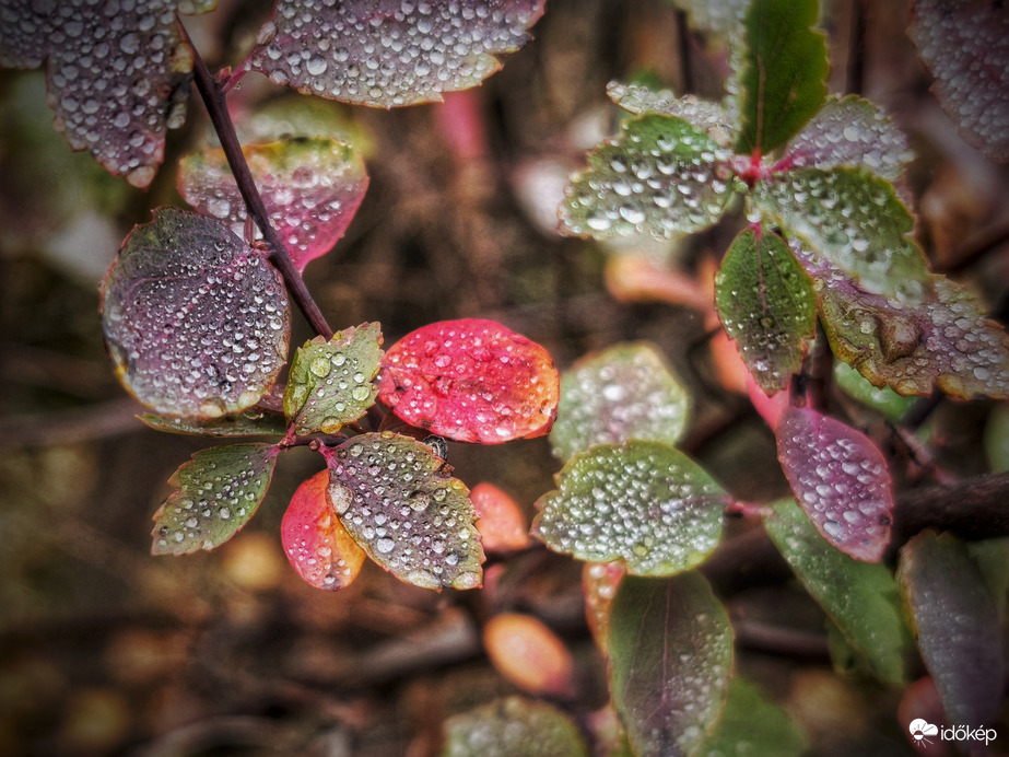 Ezüstös ékszerekkel díszített őszi színvarázs