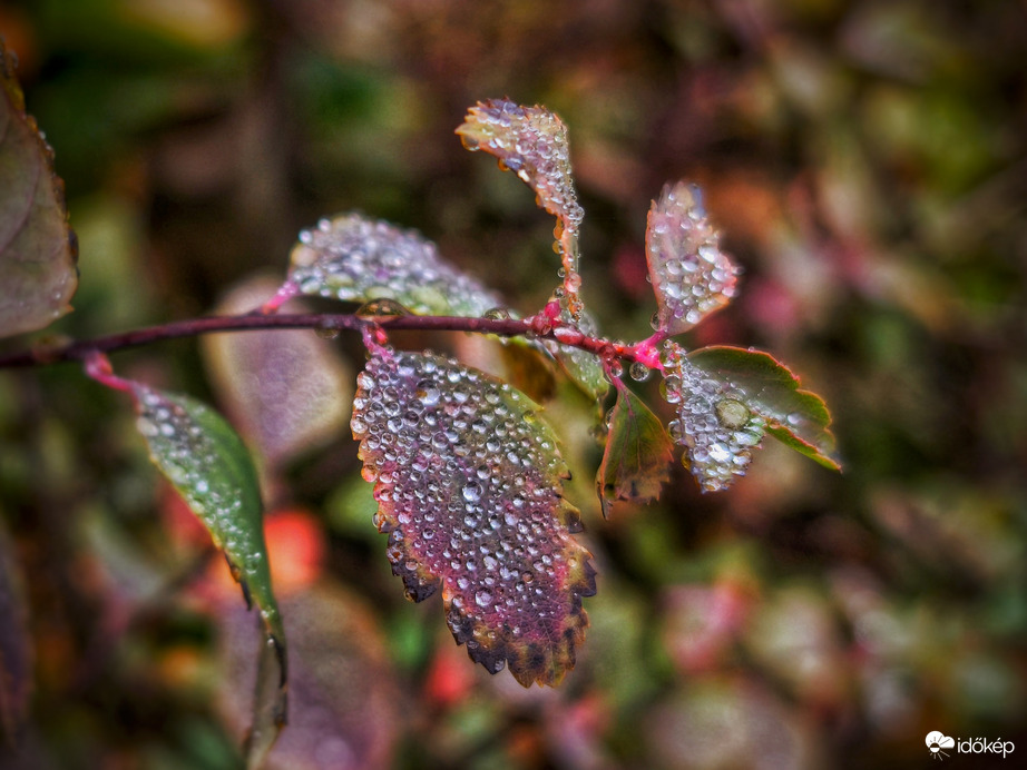 Kifogyhatatlan őszi kincsek