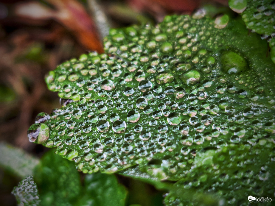 Tálcán kínált novemberi ékszerek