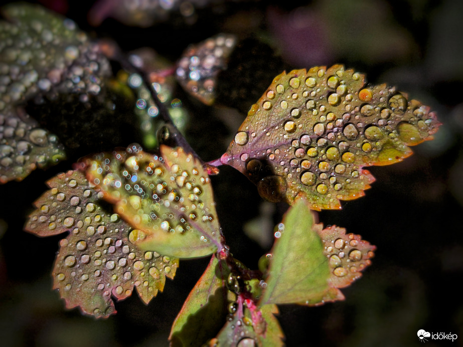 Őszi színek kavalkádja a szürke paplan alatt
