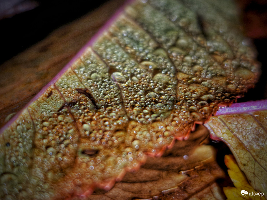 Beszitált őszi falevél az éj leple alatt