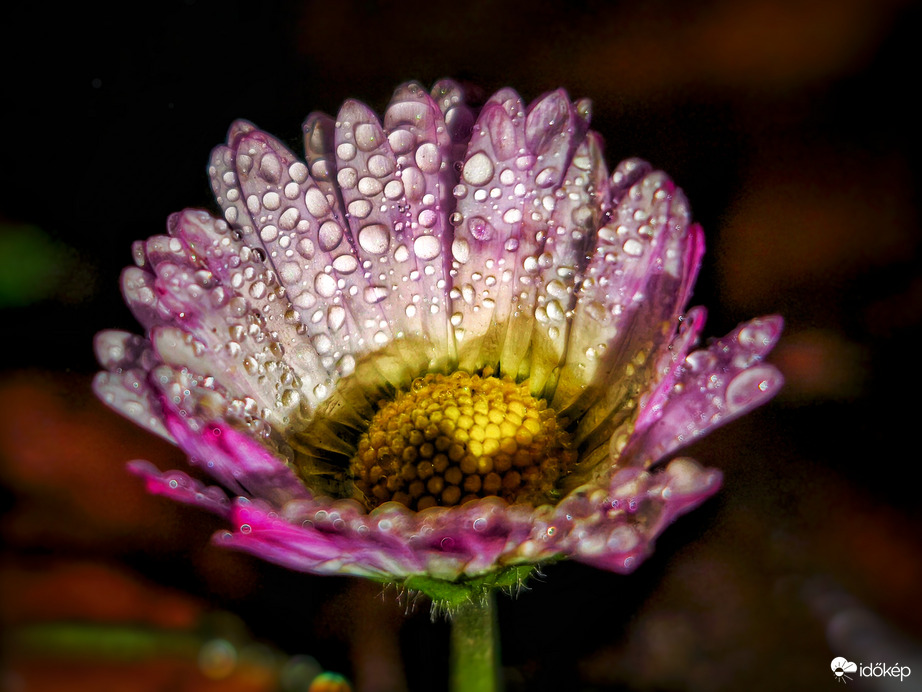 Szitáló esőt gyűjtő virágkehely